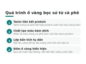 Quá trình ố vàng bọc sứ từ cà phê