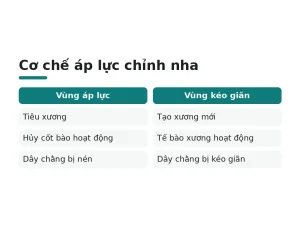 Cơ chế áp lực chỉnh nha