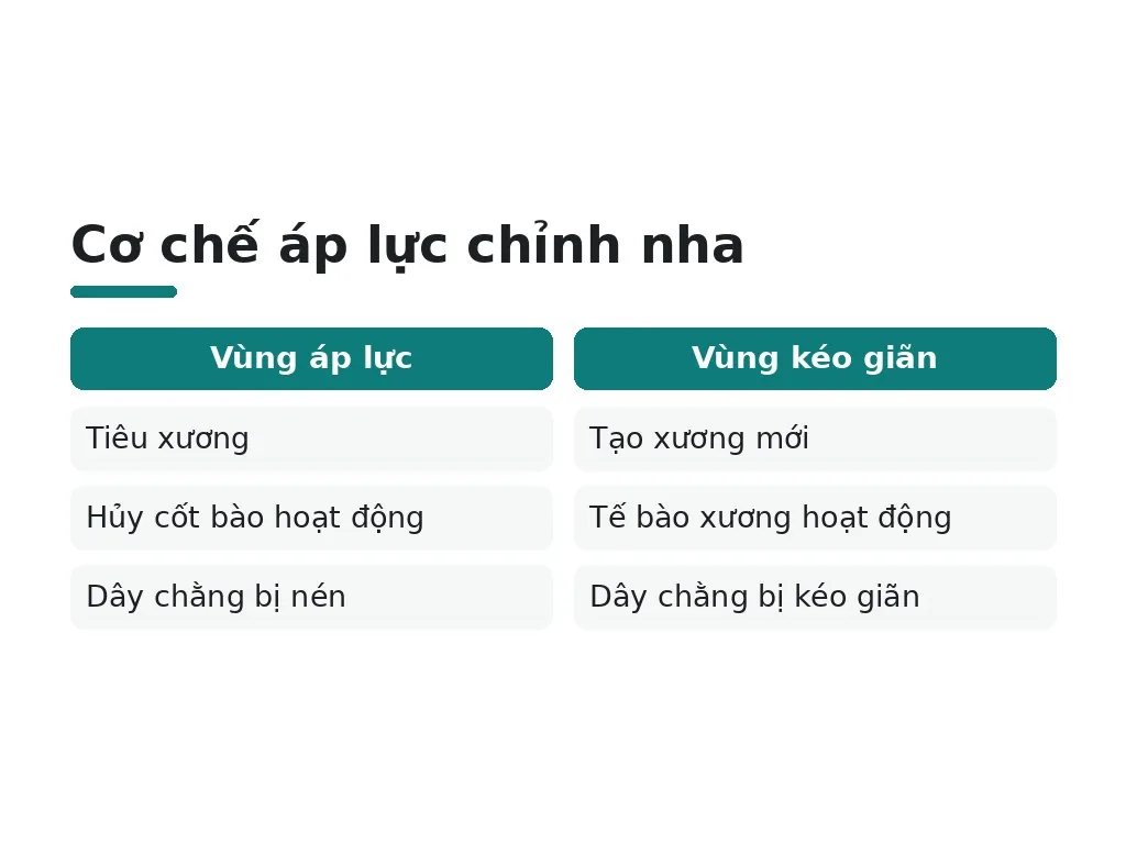 Cơ chế di chuyển của răng dưới lực chỉnh nha