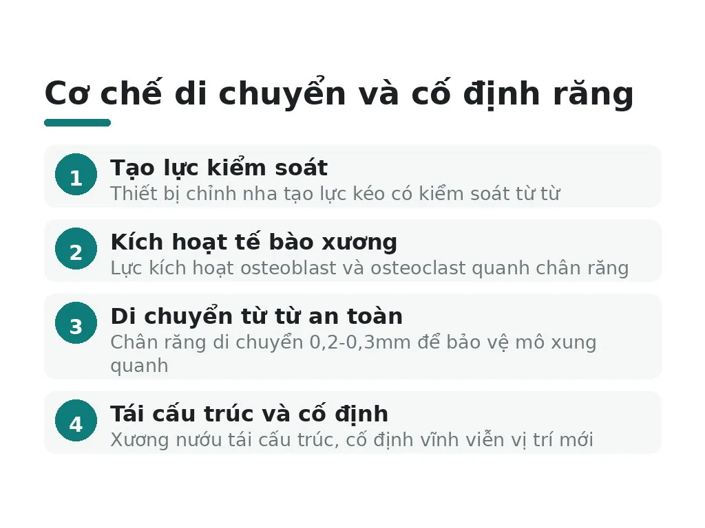 Cơ chế di chuyển và cố định răng